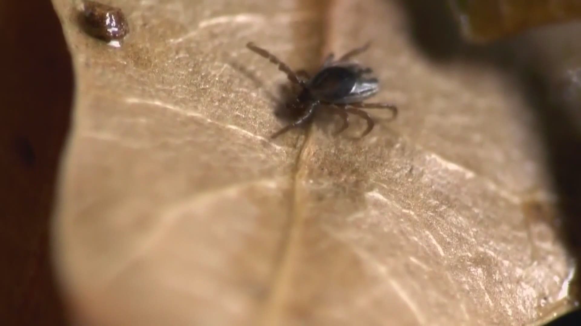 So far this year, more than one hundred tick samples have been sent to University of Maine Tick Lab in Orono, the majority are deer ticks that carry lyme disease.