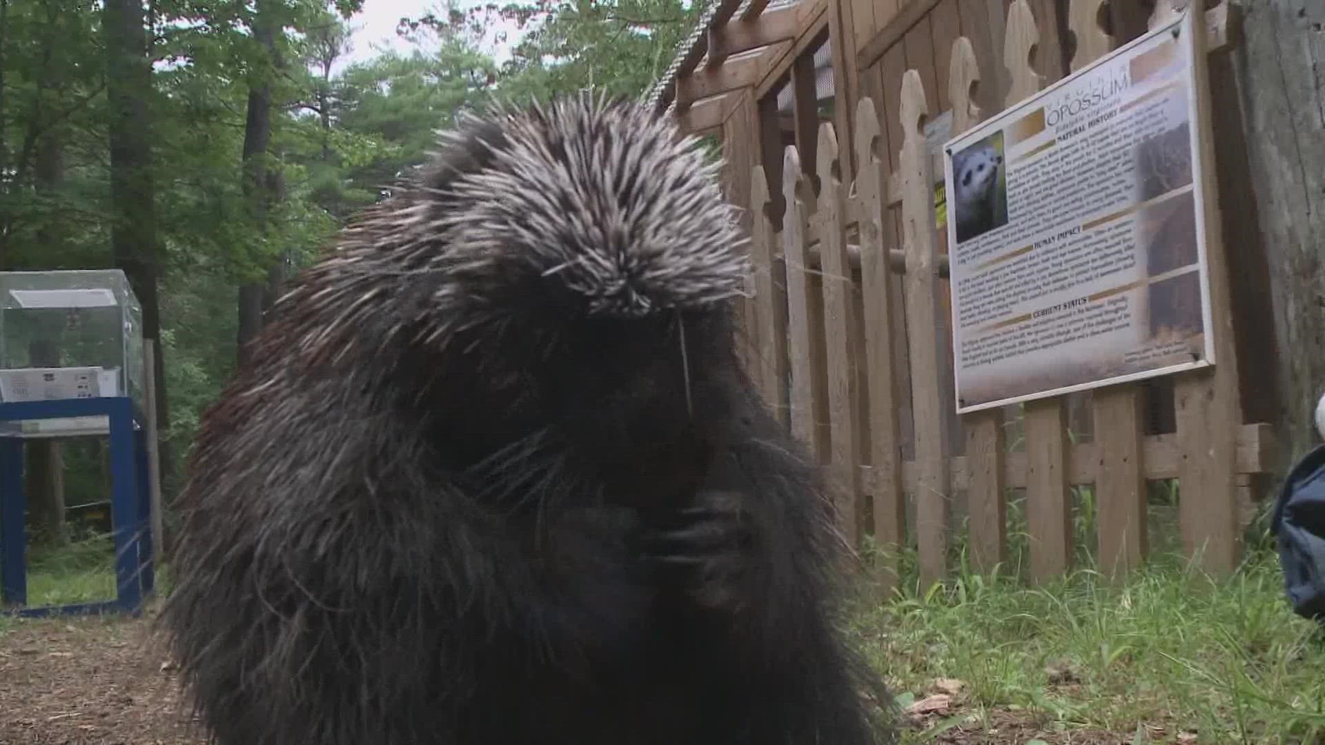Biologists have found "Skunk Adenovirus One" in porcupines here in Maine. Little is known about the disease but the state can play a big part in changing that.