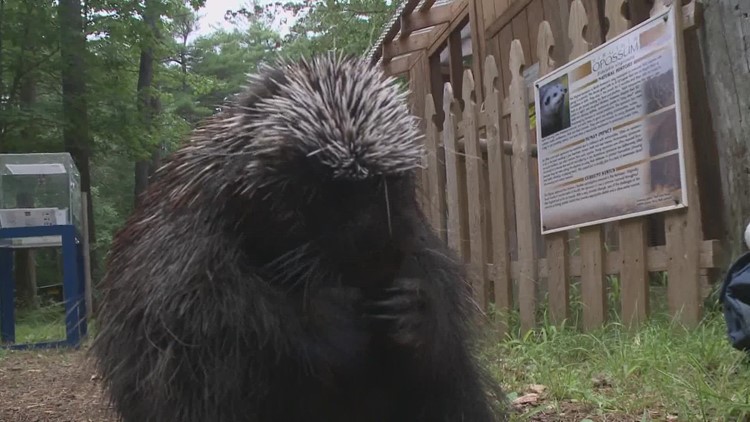 A virus is infecting and killing Maine's porcupines