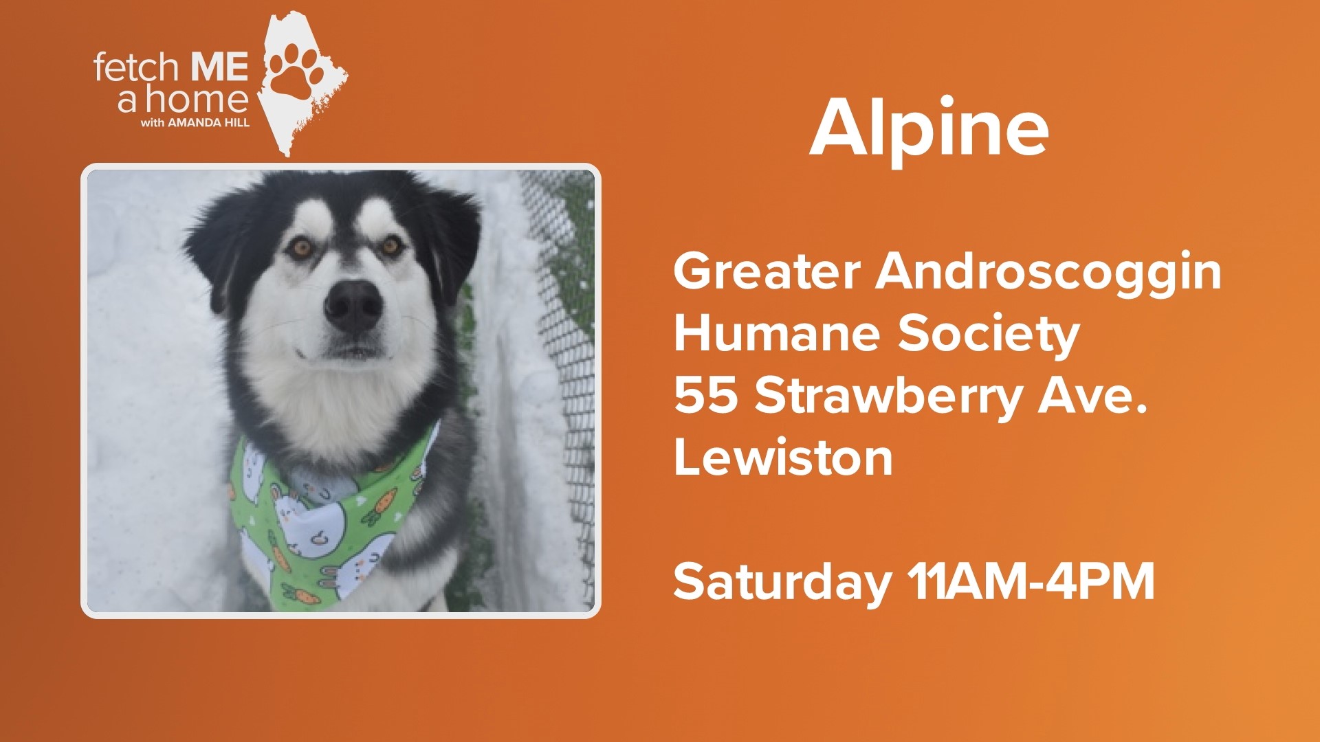 Alpine is a nearly 2-year-old mix currently staying at the Greater Androscoggin Humane Society. He's looking for a home with space to play outside.