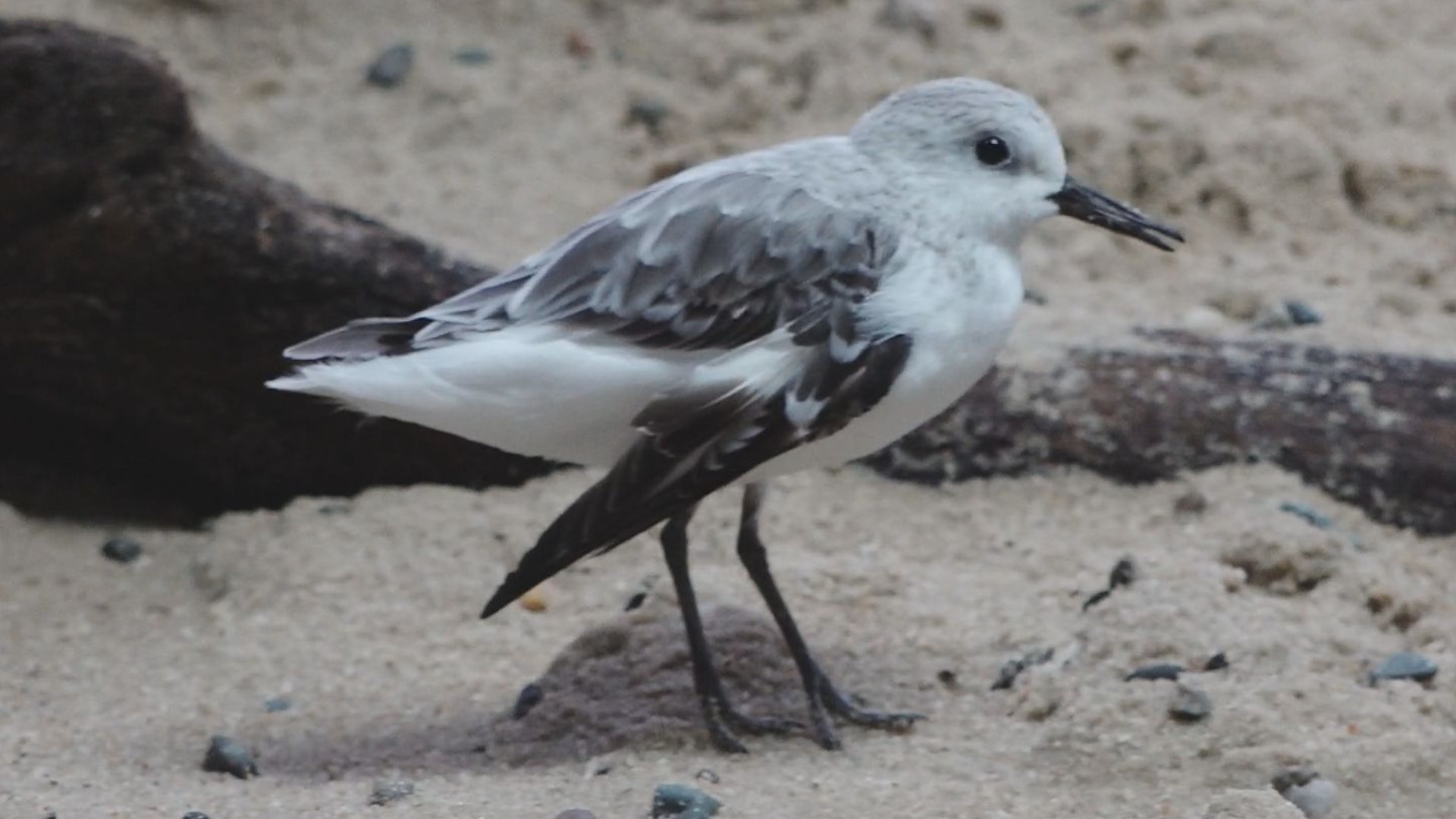 The sanderling named "Peepsqueak," who was rescued from York Beach with a broken wing found her forever home at the New England Aquarium in Boston.