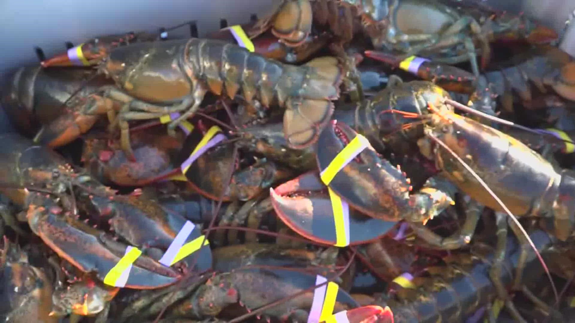 ME lobster fishing regulations take effect May 1