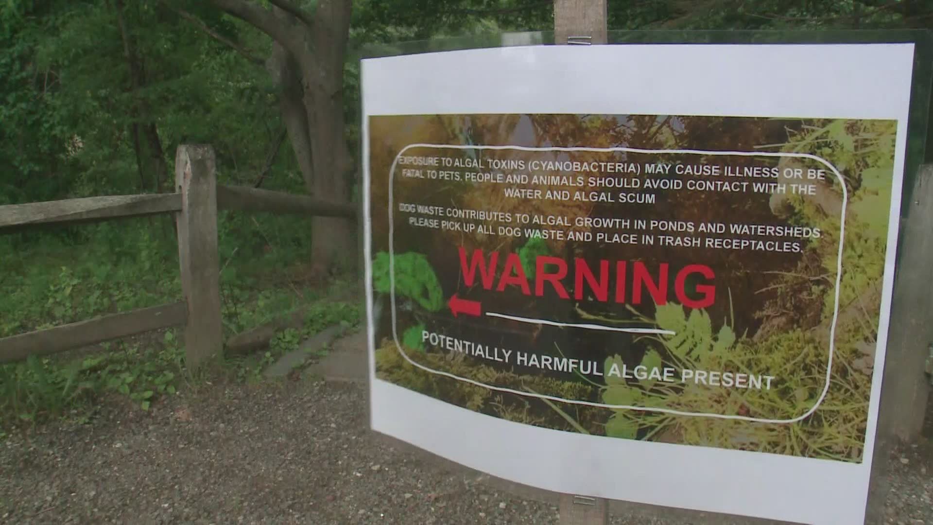 The cyanobacteria bloom found in Hinckley Park can be extremely toxic to dogs