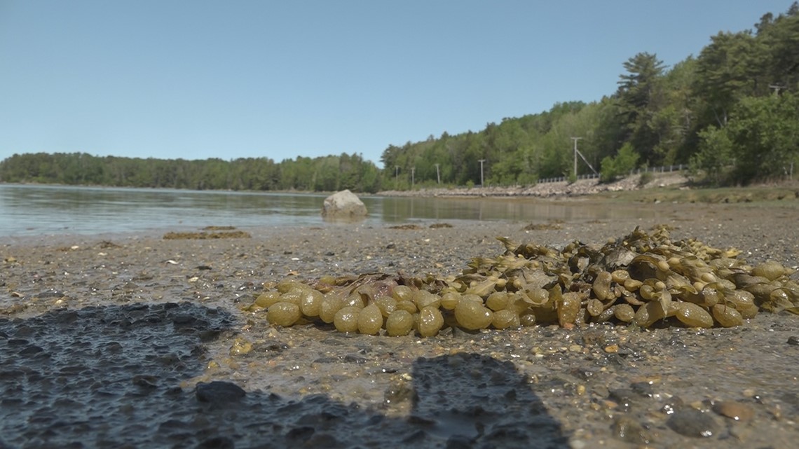 Down East conservation groups work to help clam harvesters - Vimarsana News