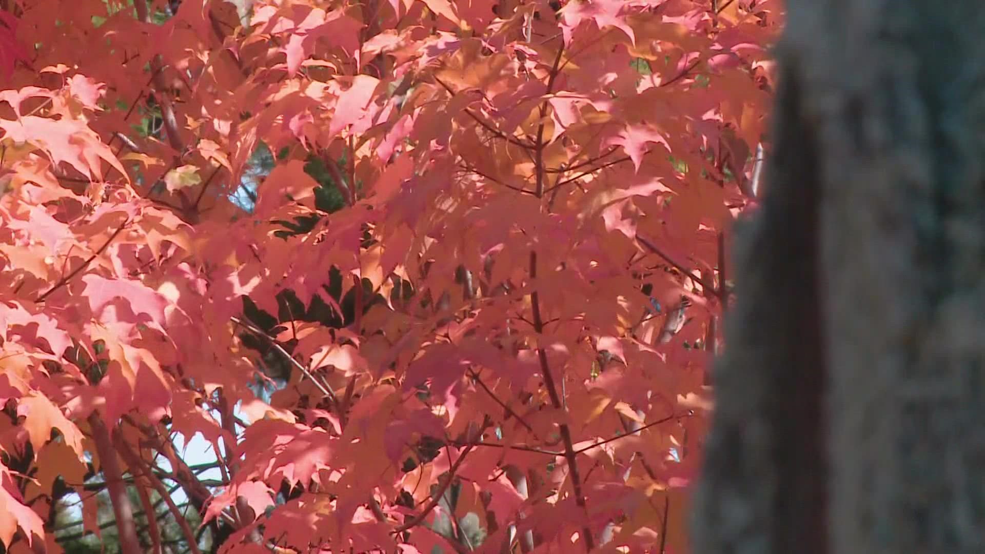 Foliage peeping season is nearly here. Ryan Breton breaks down what we can expect.