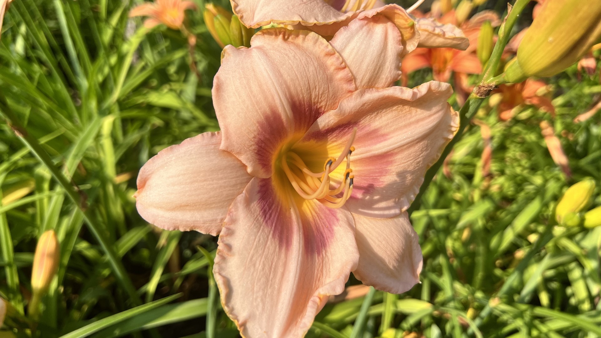 Gardening with Gutner learns how to take care of and split daylilies from expert Tina White who owns a National Daylily Society Display Garden in Jefferson, Maine.