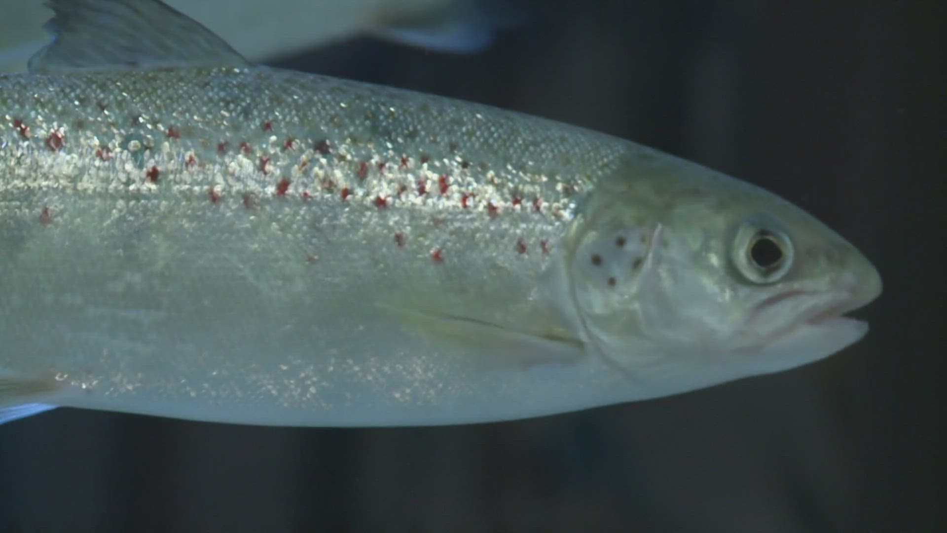 Wildlife officials have counted more than 1,500 of the salmon in the Penobscot River. That's the most since 2011.