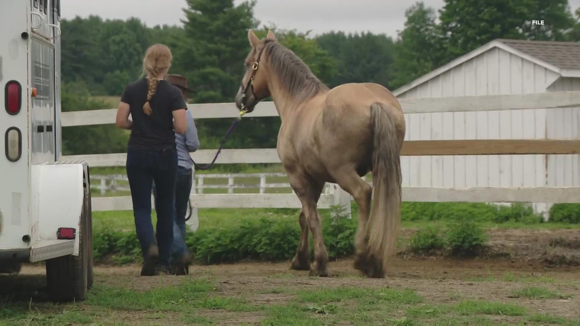 Jessica Pechtel, who with her husband owned 20 neglected horses seized in Springvale in July 2021, pleaded guilty to embezzling nearly $600,000 from her employer.