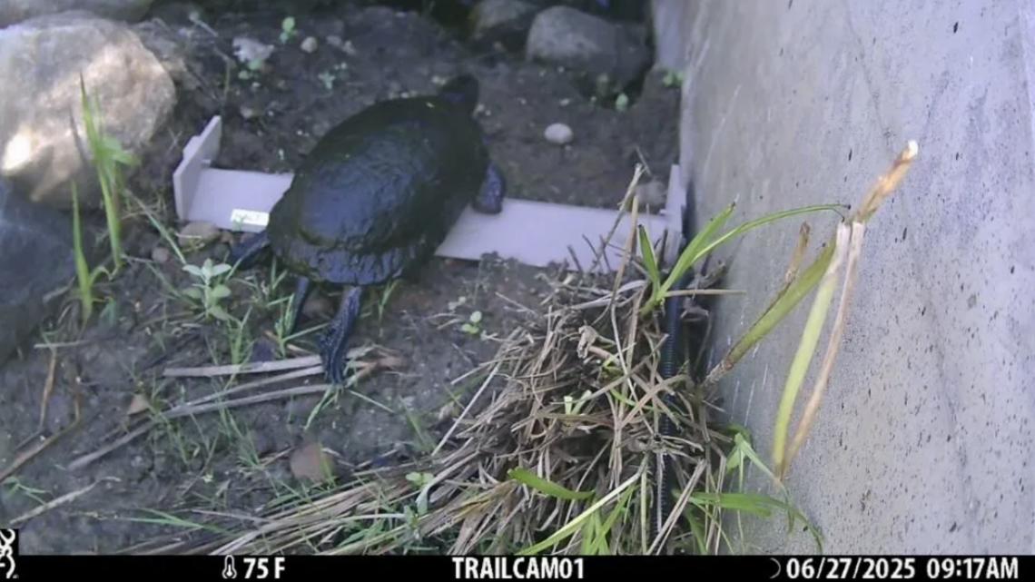 Maine's first turtle tunnel is working