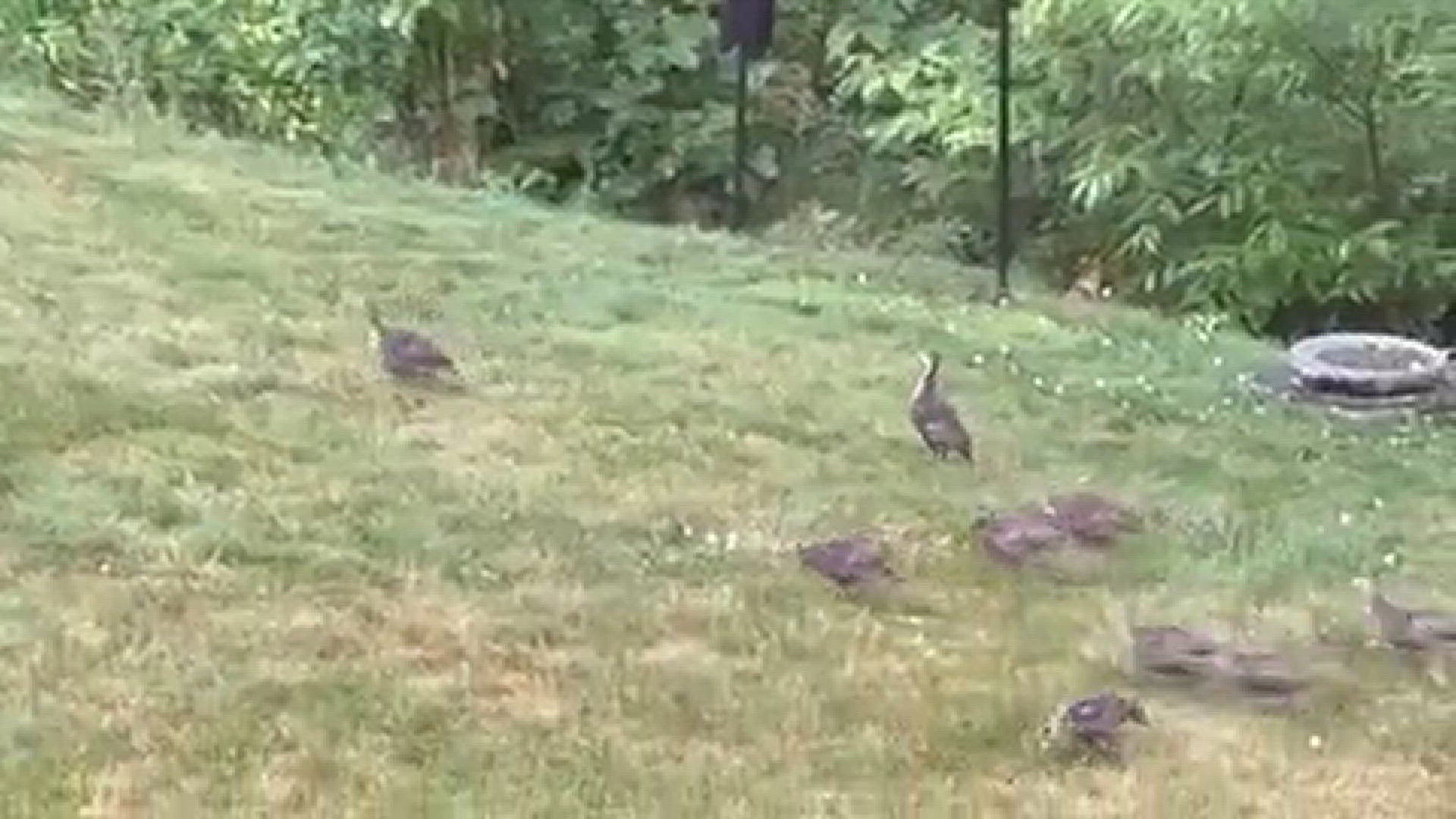 Turkey chicks!
Credit: Amy Demers