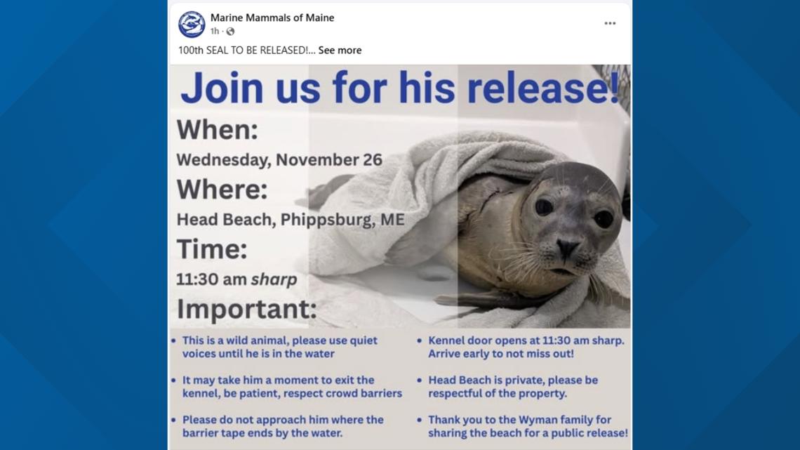 Marine Mammals of Maine to release its 100th seal – newscentermaine.com