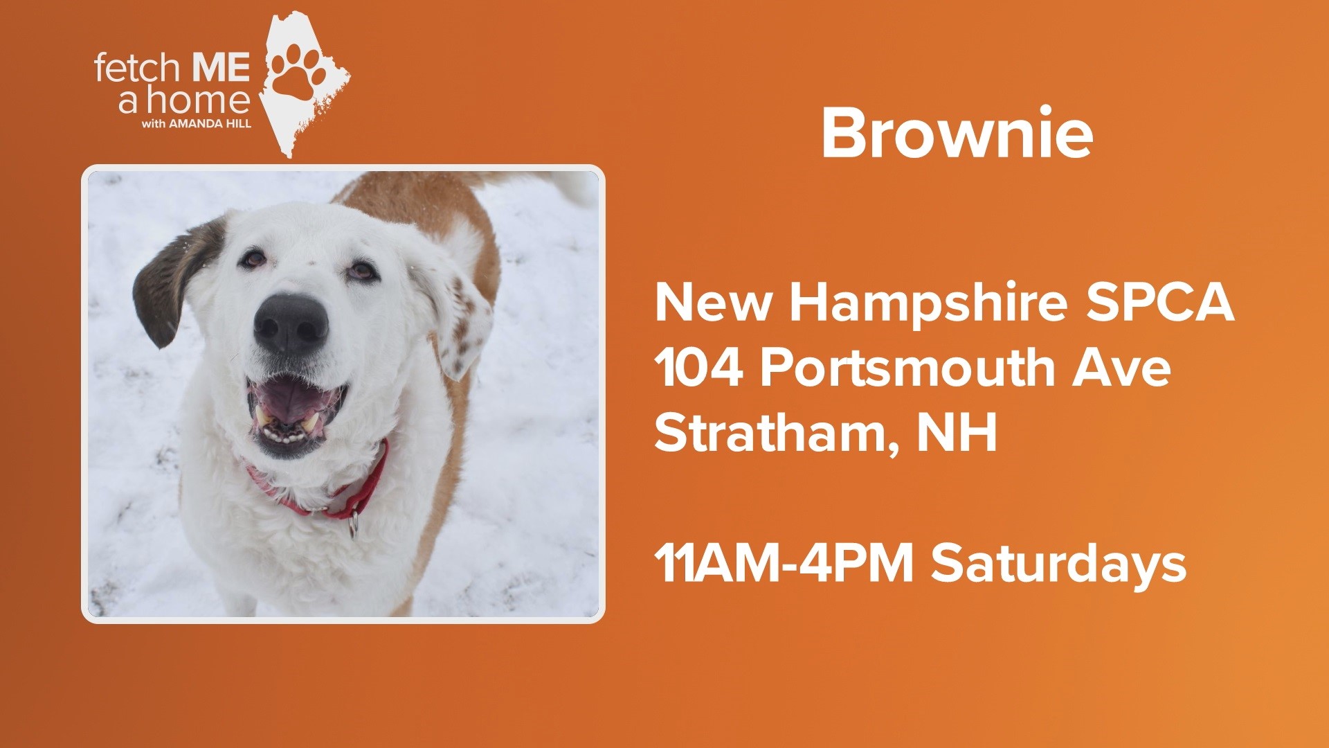 Brownie is at the New Hampshire SPCA looking for her forever home.