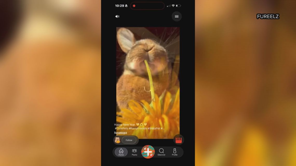 Mainer creates social media app dedicated to animal videos and resources
