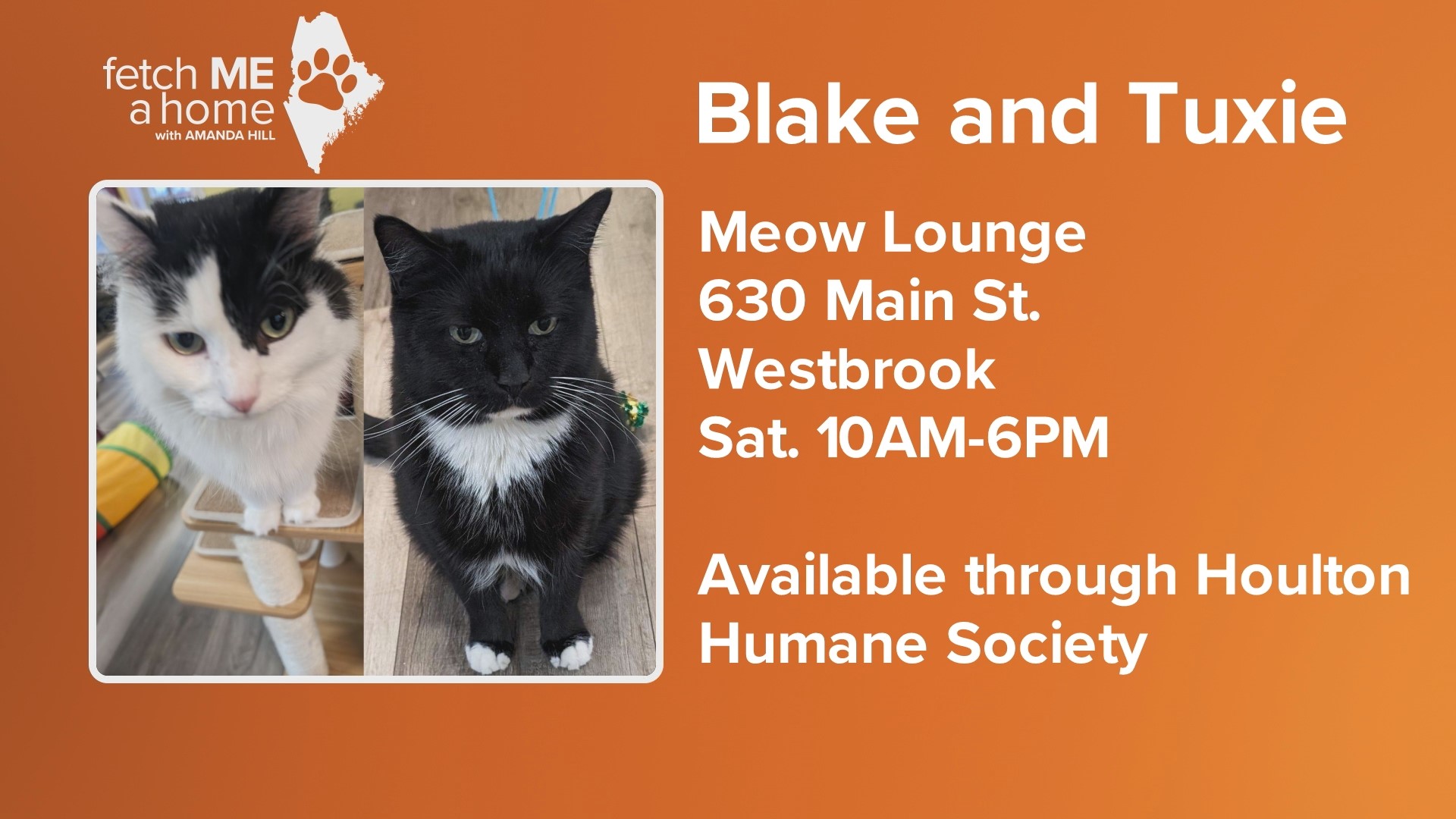 Blake and Tuxie are not a packaged deal, they just both come from Houlton Humane Society. They're fostered at Meow Lounge in Westbrook, where you can meet them.