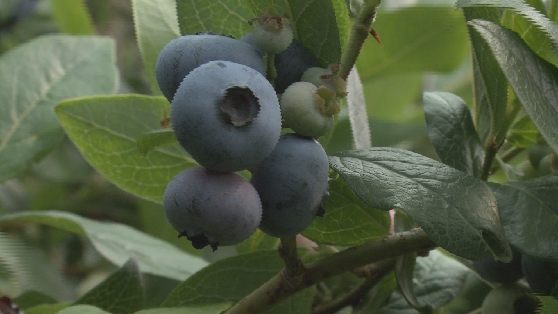 Blueberries are beloved in Maine. Gardening with Gutner learns how to grow highbush blueberries from an expert.