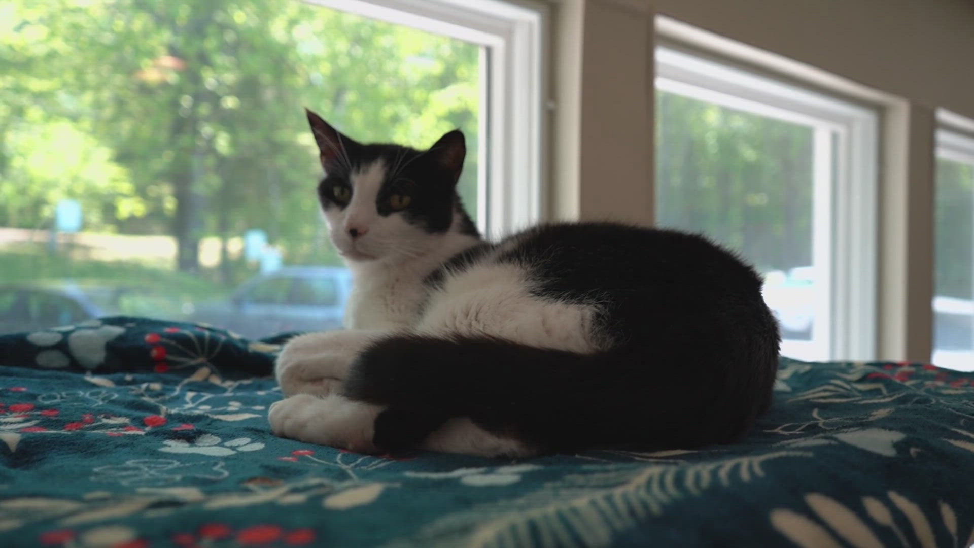 Pals No Kill Cat Shelter operates solely on donations and grant funding. 