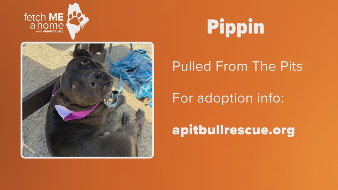Fetch ME A Home: Meet Pippin and Brenna
