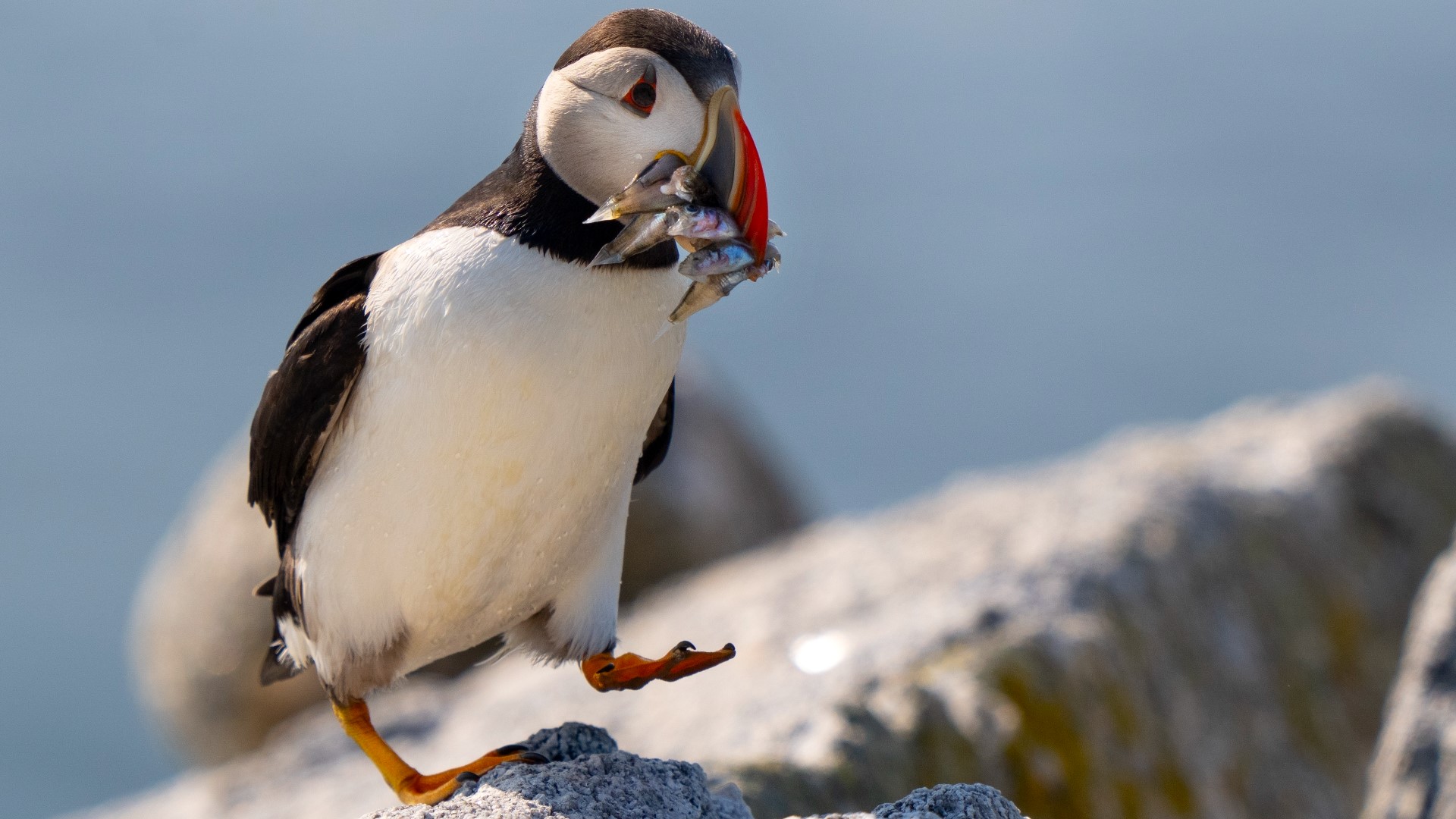 On remote islands off the Maine coast, a unique bird held its own this year in the face of climate change.