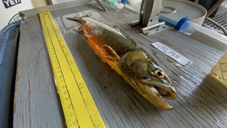 Maine's trophy arctic char may hold a climate change key