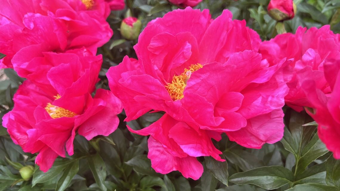 Caring for peonies, the flower that will last for generations
