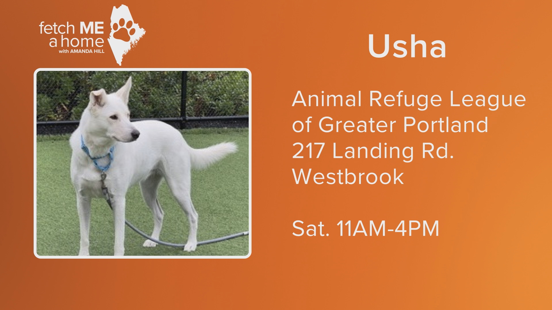 Usha is four-years-old and was surrendered when her owner had a health issue. She's trained on sit, come, paw, etc. and is so ready for her new home.