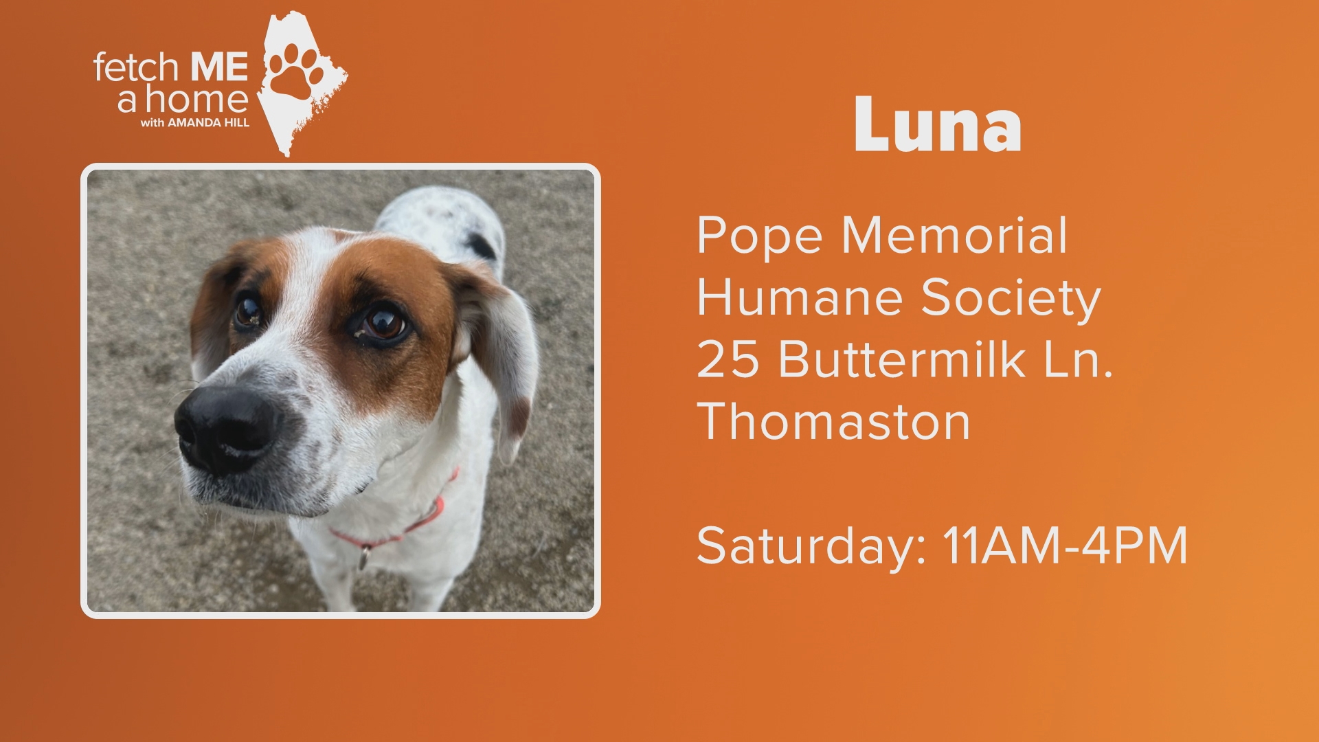 Luna is a seven-year-old hound-mix that will soon be available for adoption through Pope Memorial Humane Society.