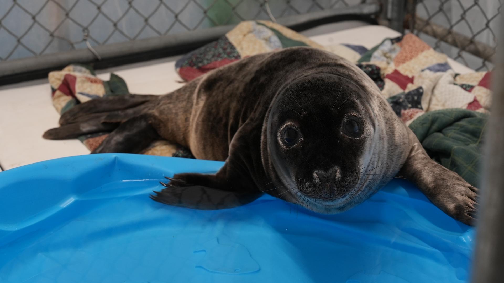 Marine Mammals of Maine said, by May, they had released as many rehabilitated seals as they did all of 2023.