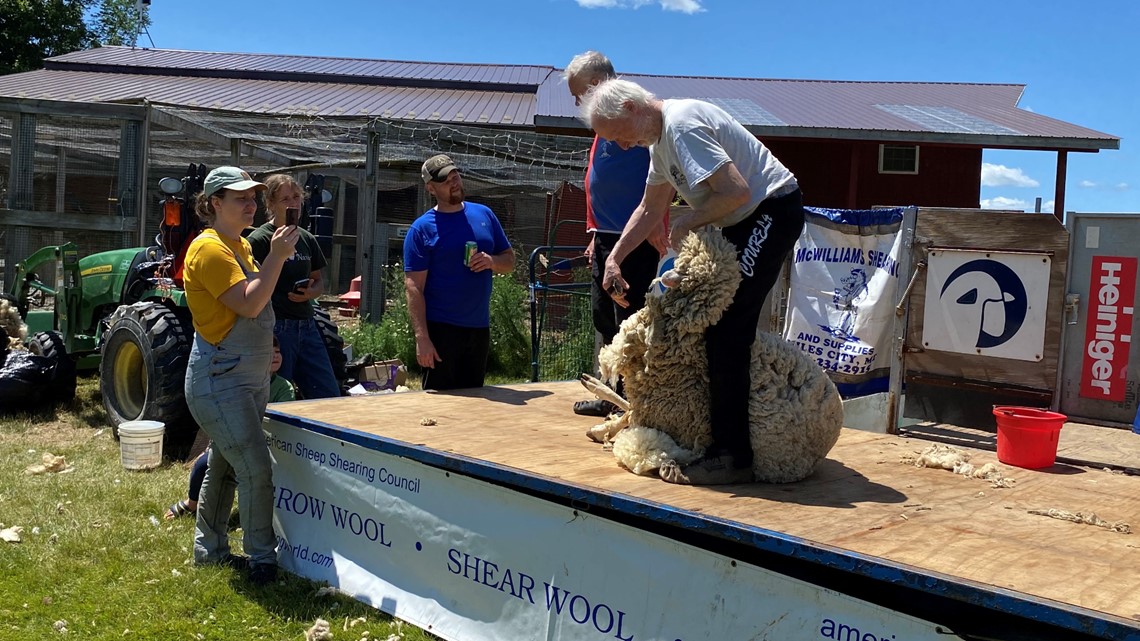 2nd annual 'Shearing for a Cure' held at Maple Crest Farm in Hermon - Vimarsana News