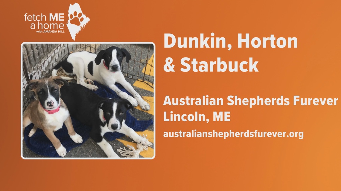 Fetch ME a Home: Meet the 'Coffee Kids'