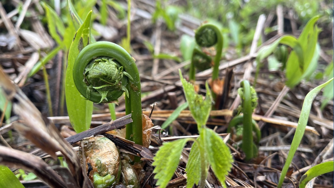 Fiddlehead season keeps Maine foraging tradition alive