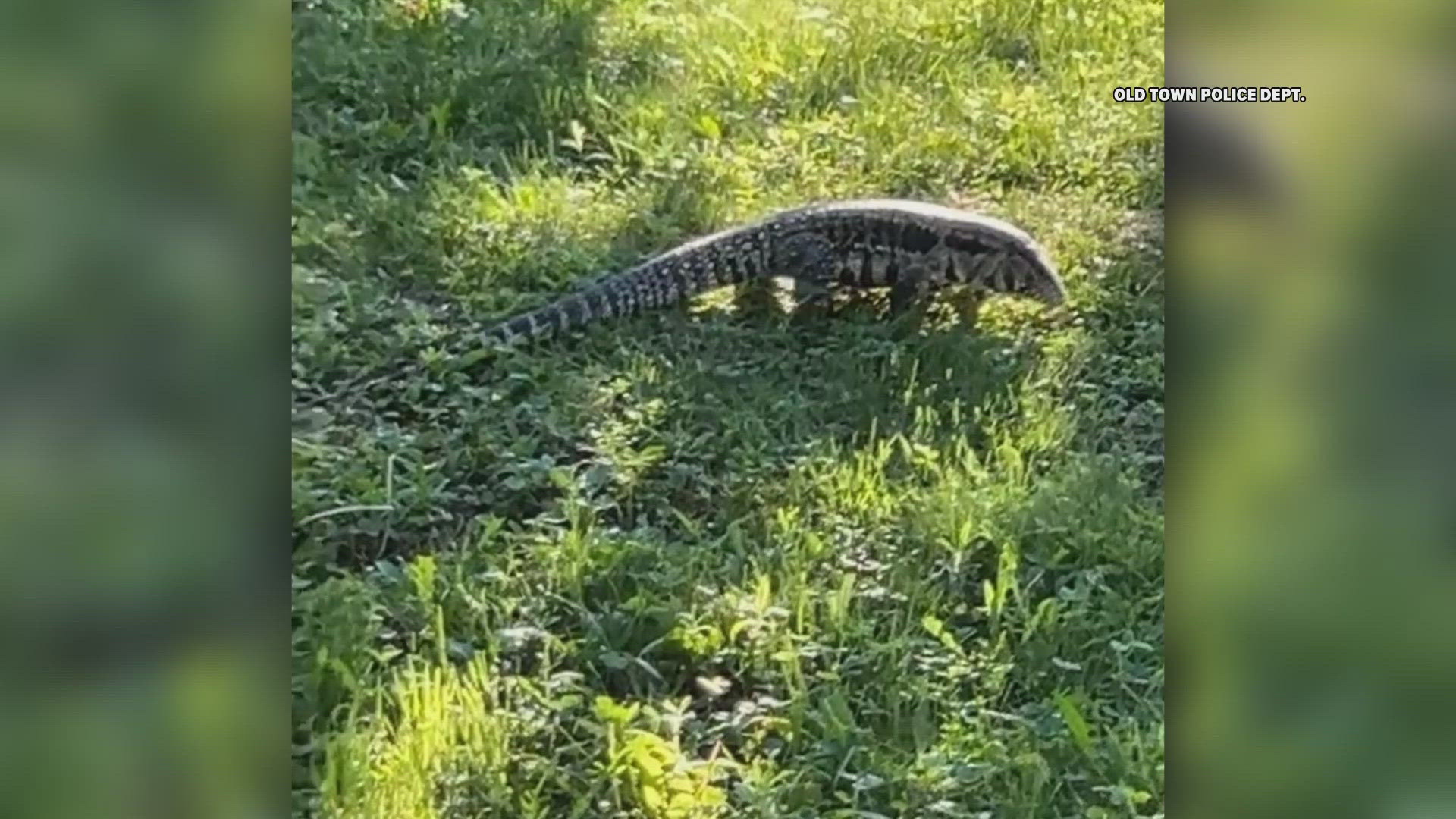 Old Town police are urging locals to stay on the lookout for a large lizard that's loose. The reptile, believed to be a tegu, was seen Sunday near Hillside Avenue. 