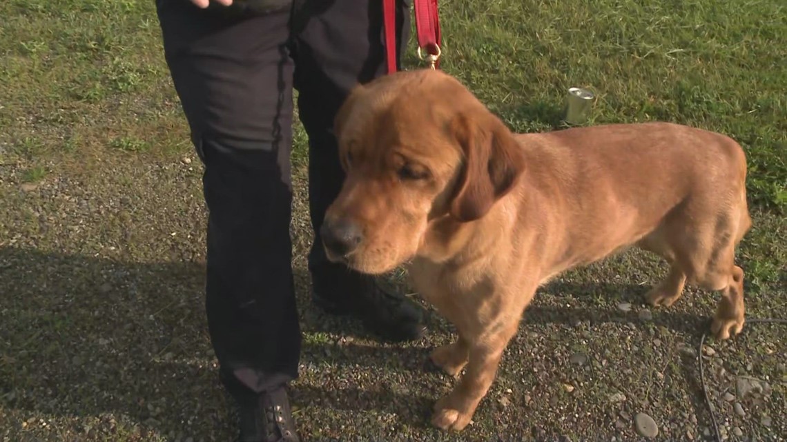 Maine Fire Marshal's Office Introduces New K9 Arson Dog Cheeto ...