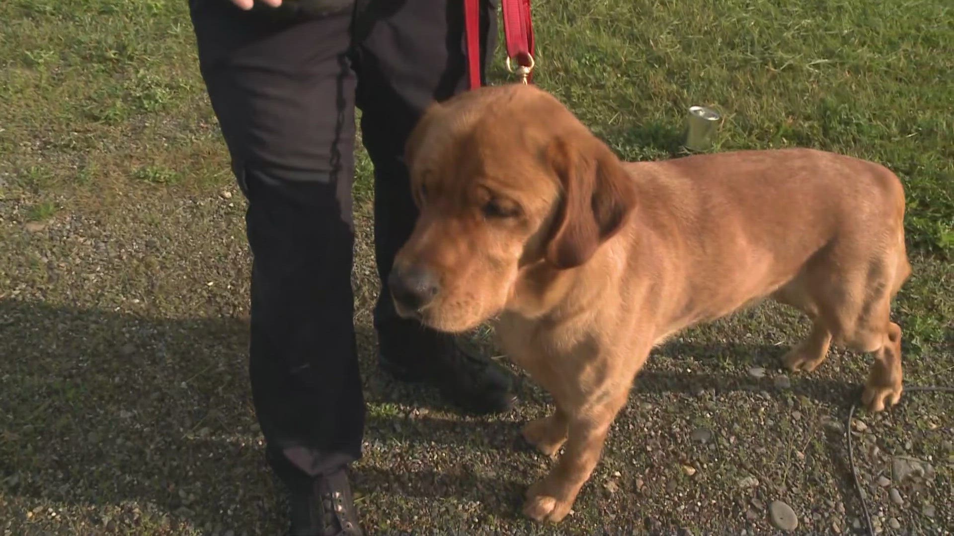 Cheeto is a 2-year-old yellow Lab mix. He will help Maine fire investigators track down the source of suspicious fires.