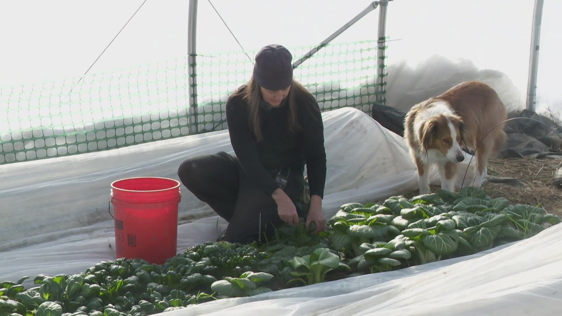 newscentermaine.com - Katrina Morgan - American Airlines ends mileage perk for basic economy fares