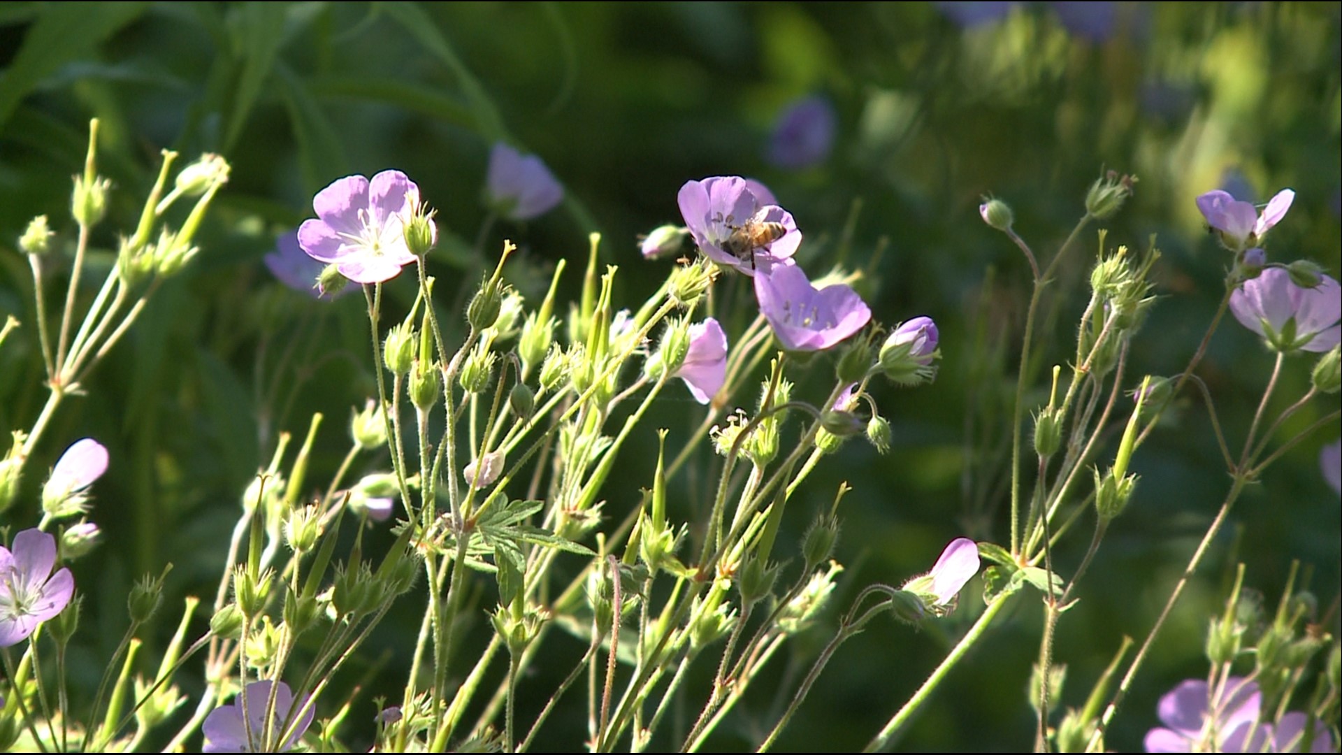 Maine Audubon promotes its "Bringing Nature Home" program to encourage growing native plants.