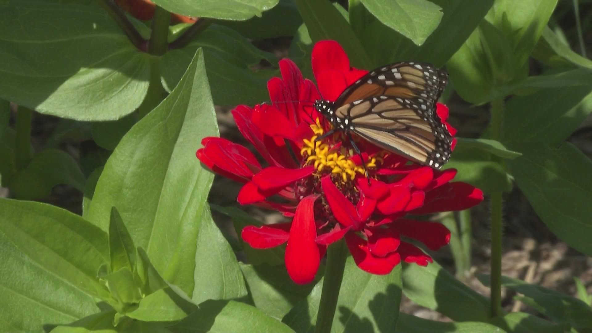 Two women in Berwick are raising monarch butterflies with the hope of keeping them from going extinct, after they recently were deemed endangered.