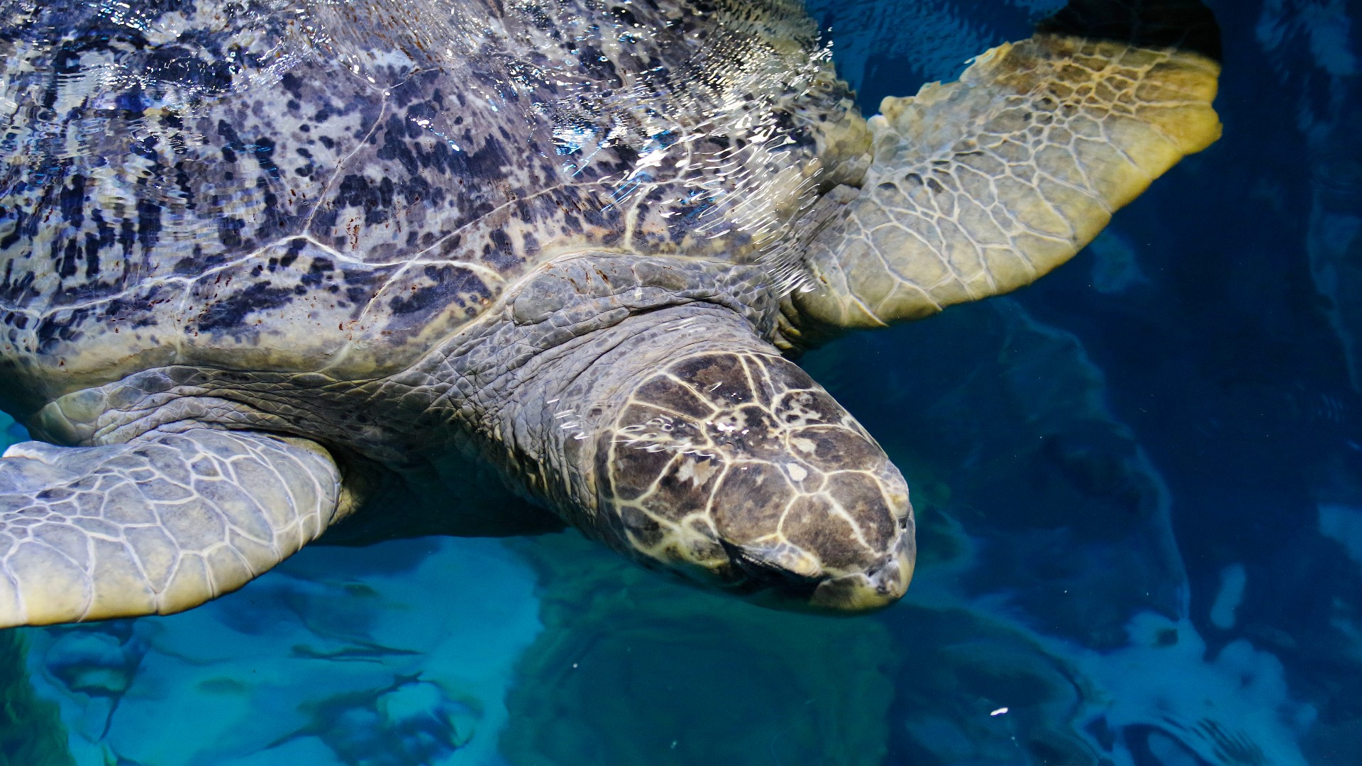 The 500-pound reptile at the New England Aquarium has been given a clean bill of health. Caretakers and researchers used a crane to hoist her out for the exam.