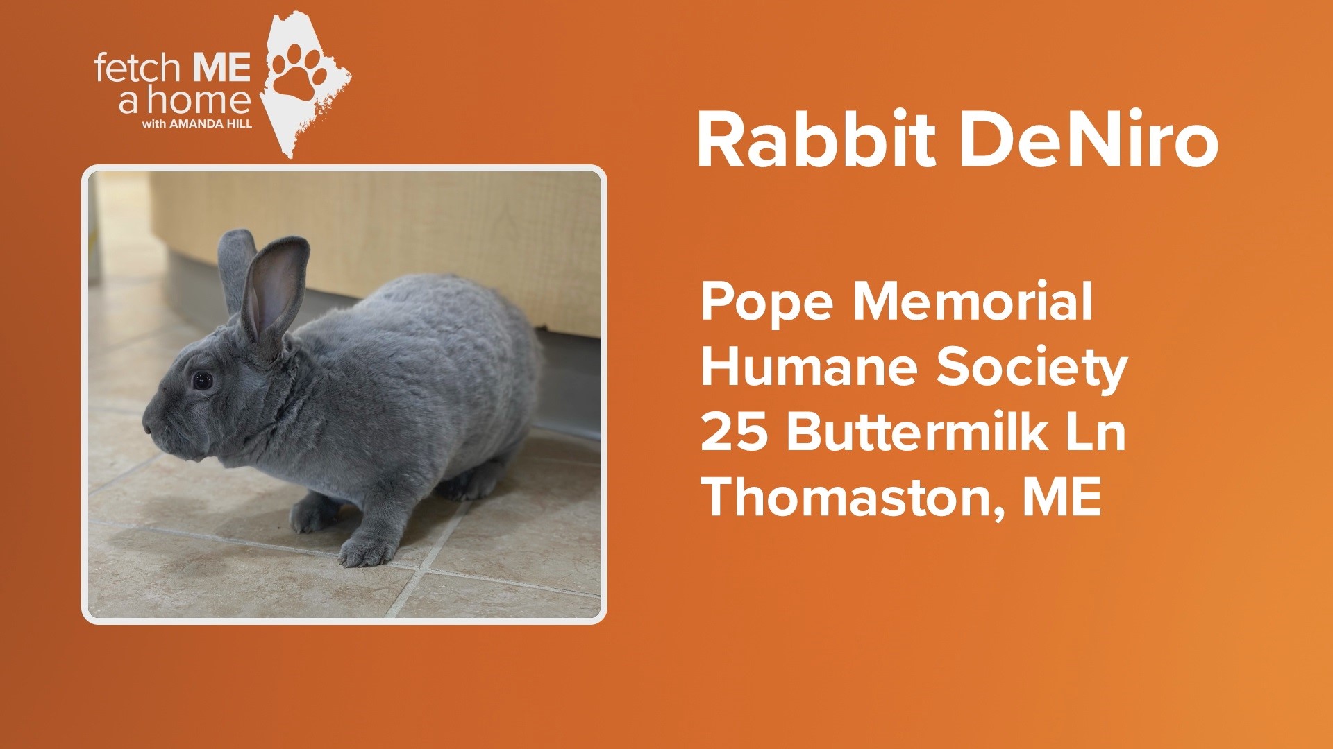 Fetch ME a Home: 'Rabbit DeNiro' loves cats | newscentermaine.com