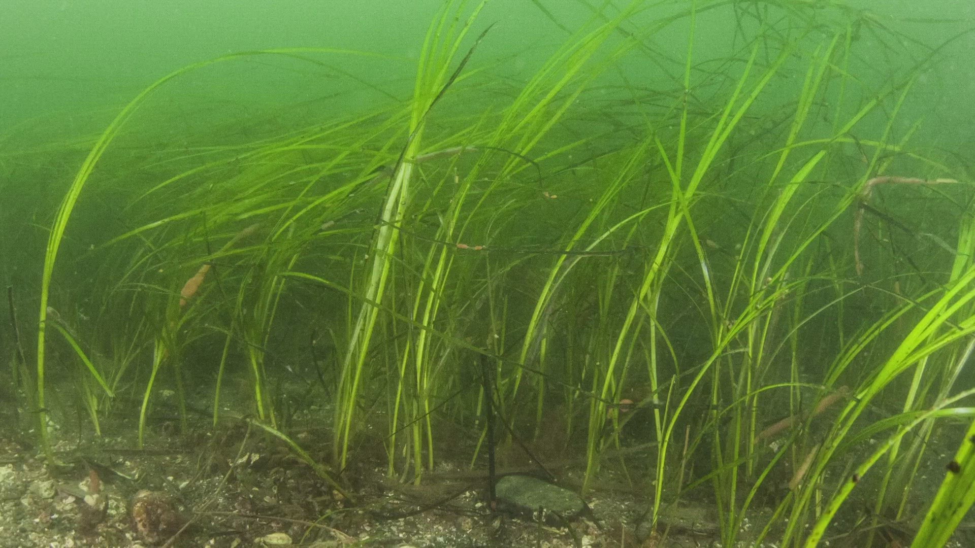 Eelgrass, according to Friends of Casco Bay, is home to juvenile lobster and fish. Without the eelgrass, much of Maine's seafood economy loses its base, it said.