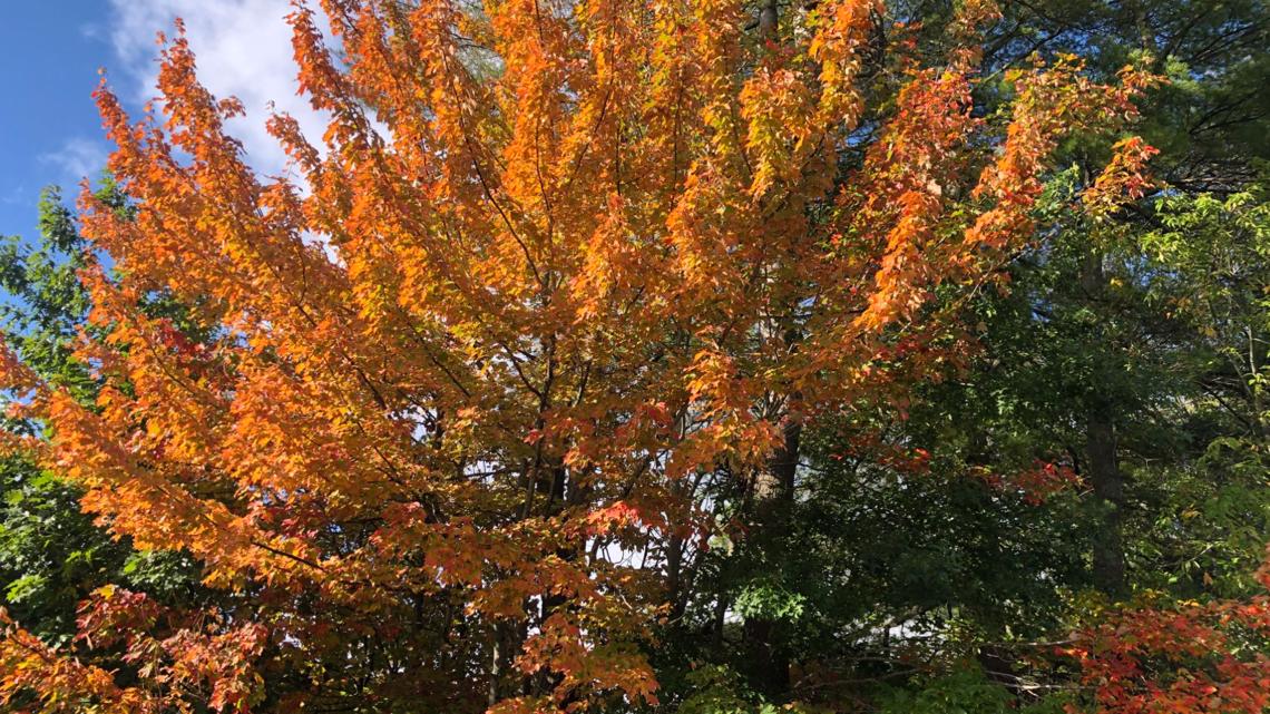 Maine fall foliage is on the rise