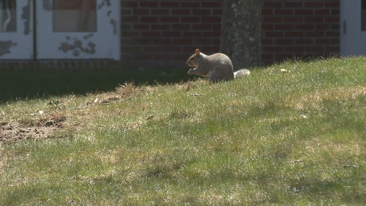 Project Squirrel: UNE students studying squirrels find unexpected data