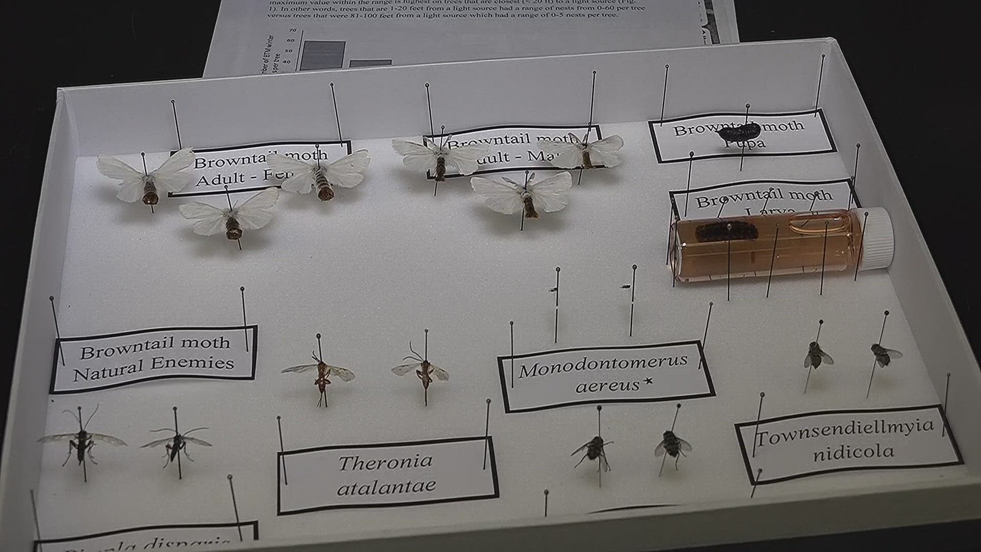 The researchers are developing methods to disrupt the moths' mating patterns.