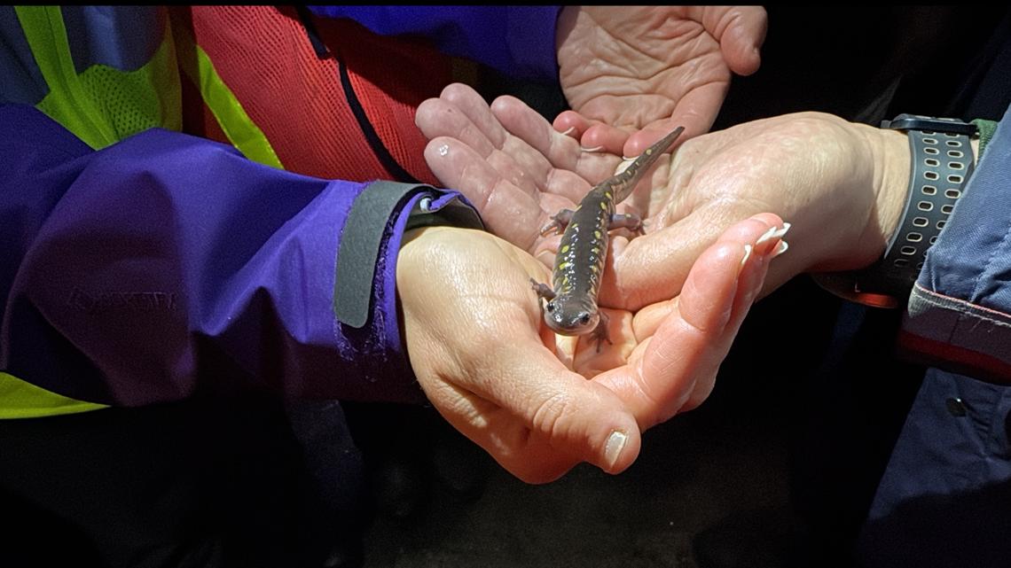 Volunteers brave spring rain to help amphibians cross roads to breeding grounds