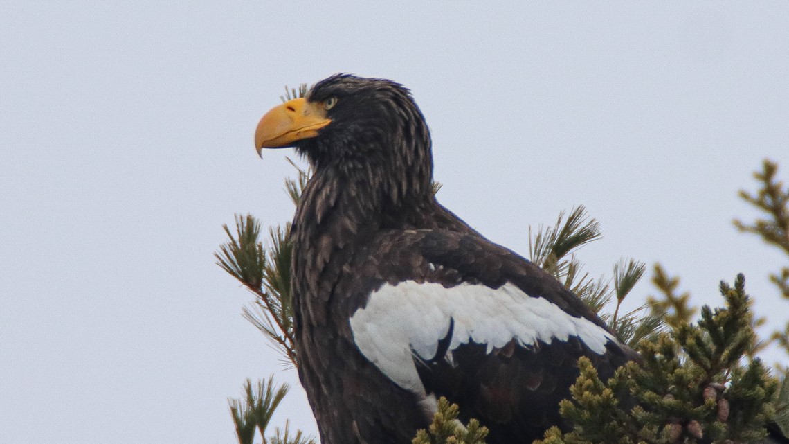 Steller's sea eagle, Maine visitor, returns to Georgetown area |  newscentermaine.com