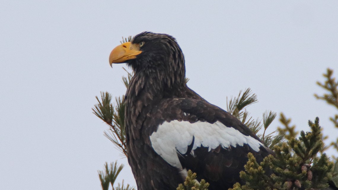 RARE BIRD ALERT: STELLER'S SEA-EAGLE - Maine Audubon