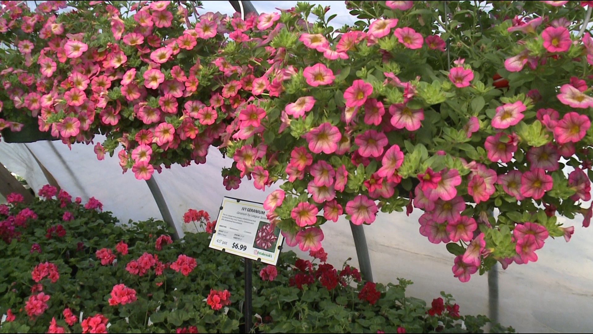 Gardening with Gutner talks to greenhouse owner Tom Estabrook about new ideas for annuals and taking care of your hanging baskets.