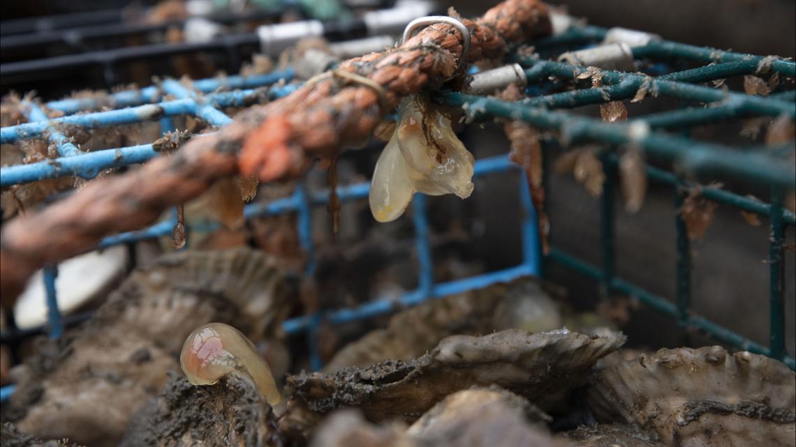 ‘They’re a huge pain’: Sea squirts a blobby headache for Maine aquaculture farmers