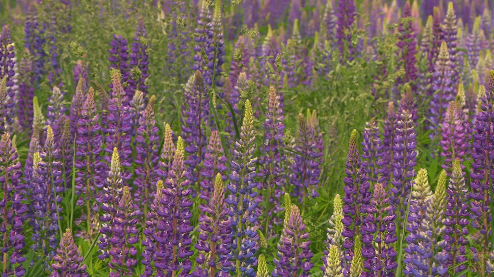 The lupines you see driving down the road is not native to Maine which makes it a controversial plant for some.