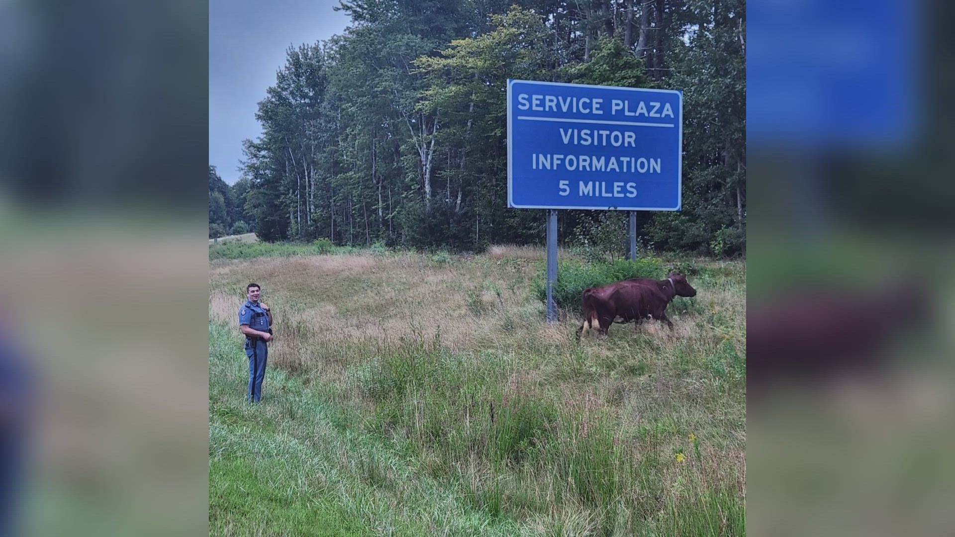 The animal wandered onto the highway in Litchfield, police say.