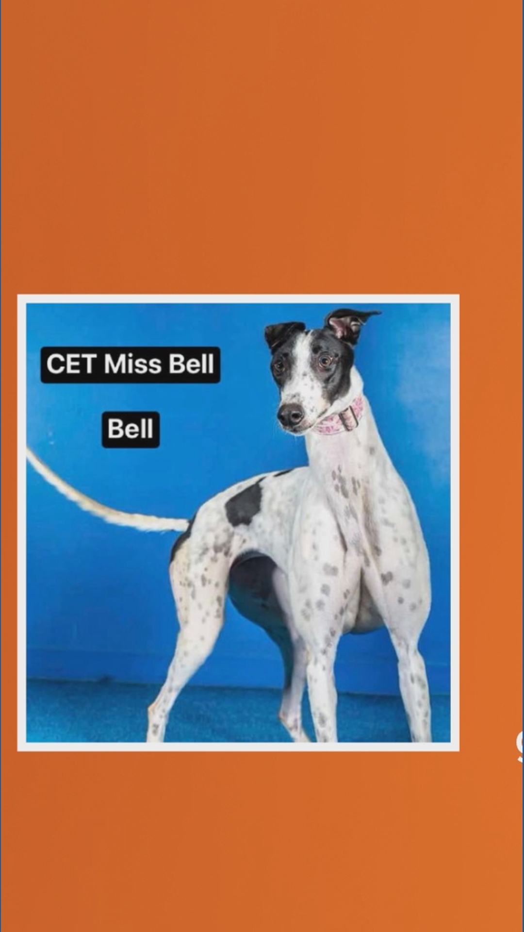 Fetch ME a Home: Pres and Bell are retired racing greyhounds ...